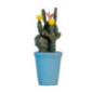 Cactus dans pot bleu