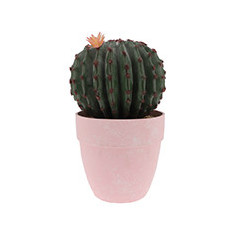 Cactus rond en pot