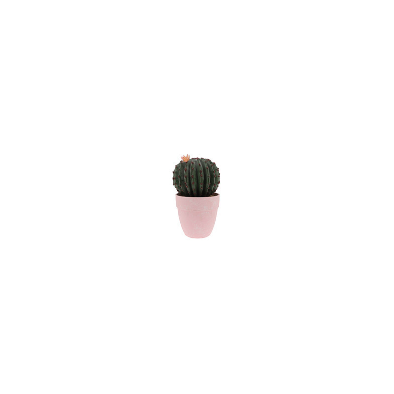 Cactus rond en pot