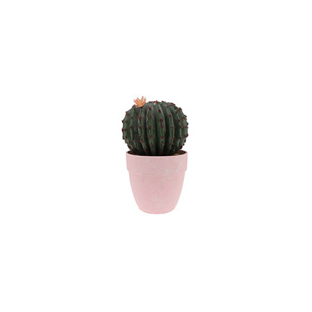 Cactus rond en pot