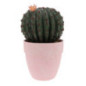 Cactus rond en pot