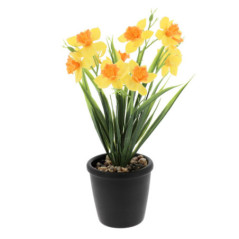 Jonquille en pot