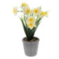 Jonquille en pot