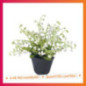 Muguet en pot