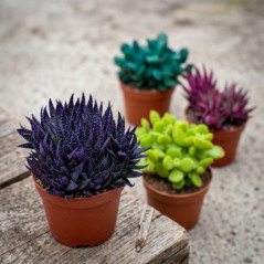 Haworthia colour pot 10,5cm h15-