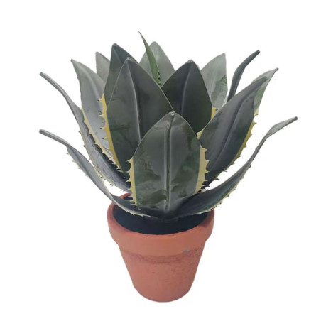 Aloe vera dans pot terracotta
