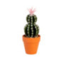 Cactus pot terracotta