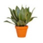 Aloe vera dans pot terracotta
