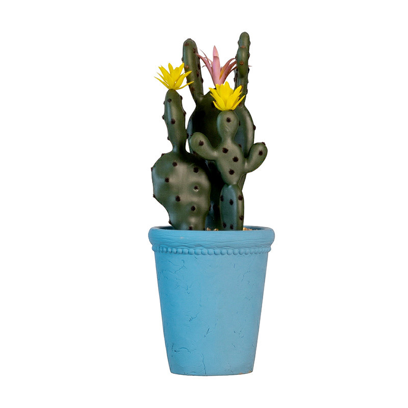 Cactus dans pot bleu