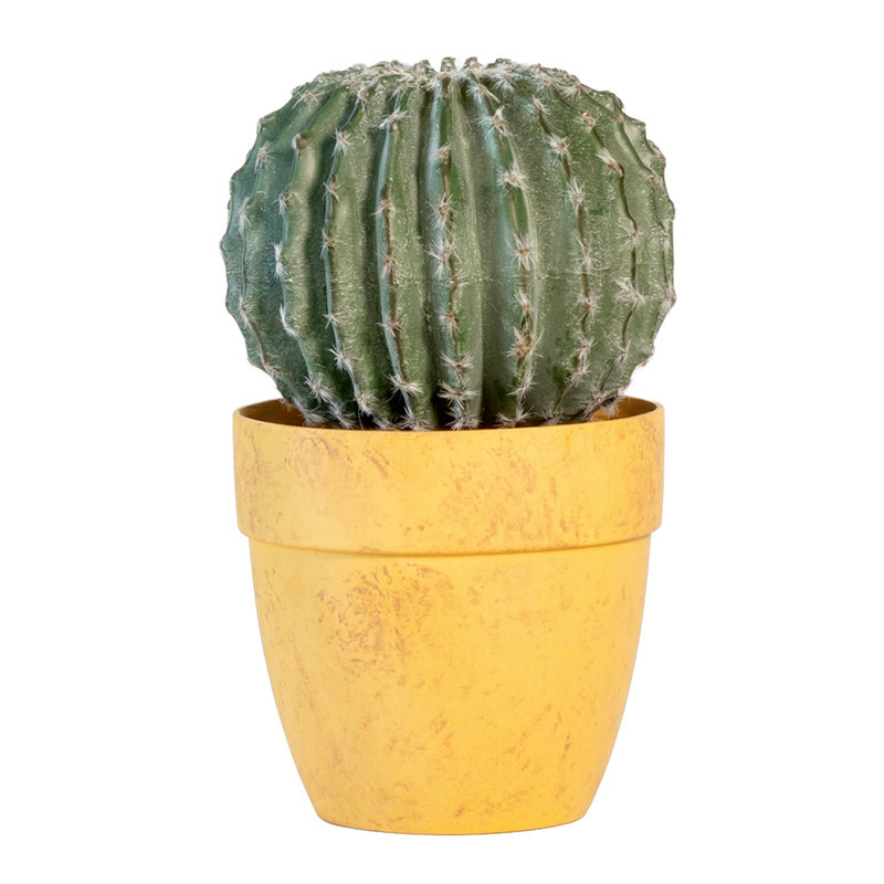 Cactus rond en pot