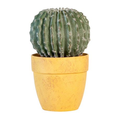 Cactus rond en pot
