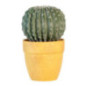 Cactus rond en pot
