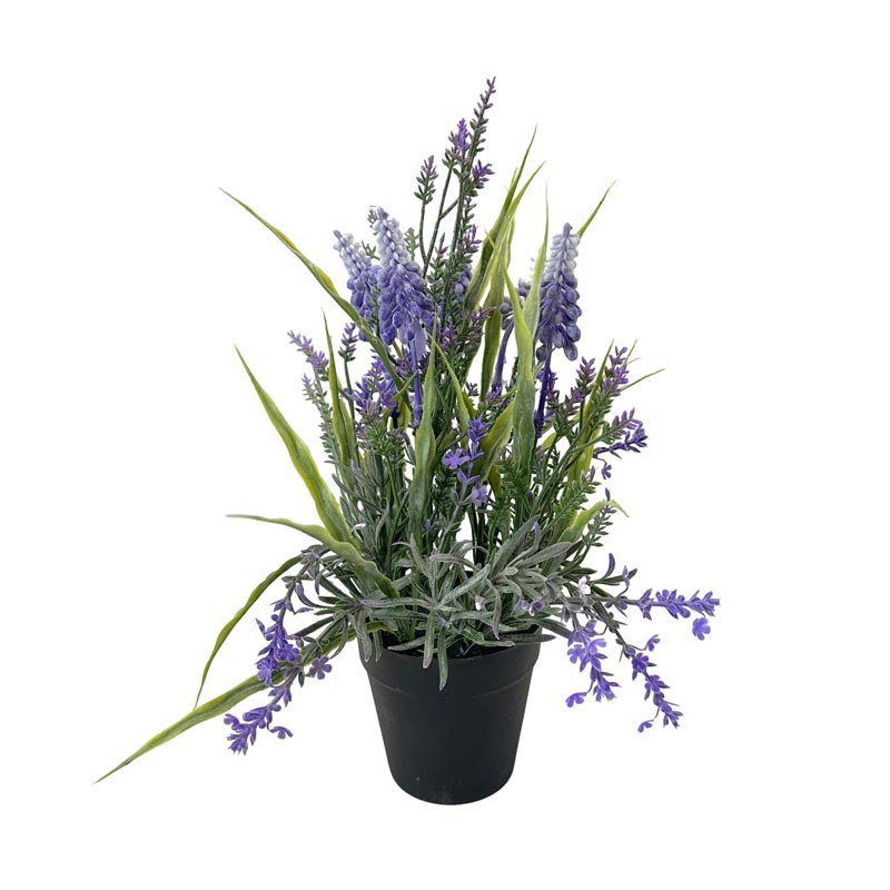 Lavande en pot