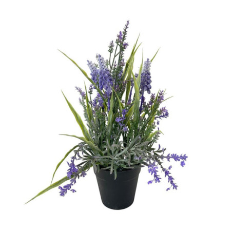 Lavande en pot