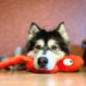 Jouet qui couine pour chien