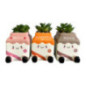 Succulente lait