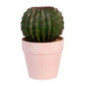 Cactus rond en pot