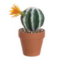 Petit cactus pot terracotta