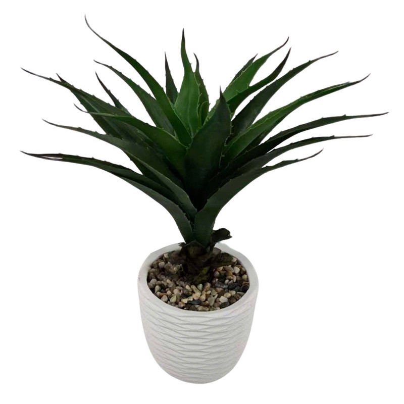 Aloe vera dans pot blanc