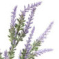 Bouquet lavande