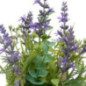 Bunch lavande jute