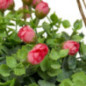 Fleurs suspendre