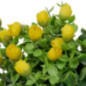 Fleurs suspendre