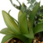 Jardiniere dans pot raye