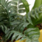 Jardiniere dans pot raye