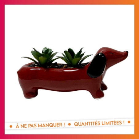 Succulente teckel