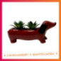 Succulente teckel