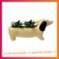 Succulente teckel