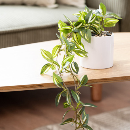 Plante tombante pot ceramique