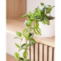 Plante tombante pot ceramique