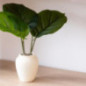 Plante dans vase blanc