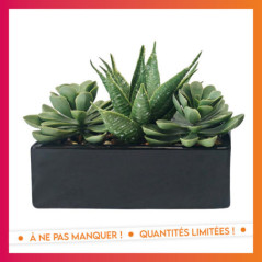 Plante dans pot
