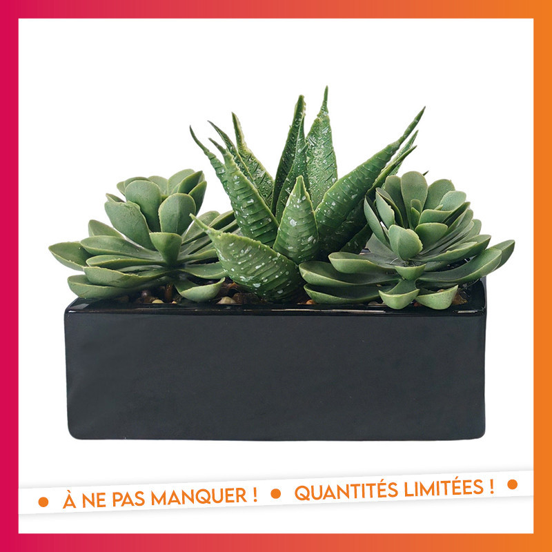 Plante dans pot