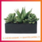 Plante dans pot