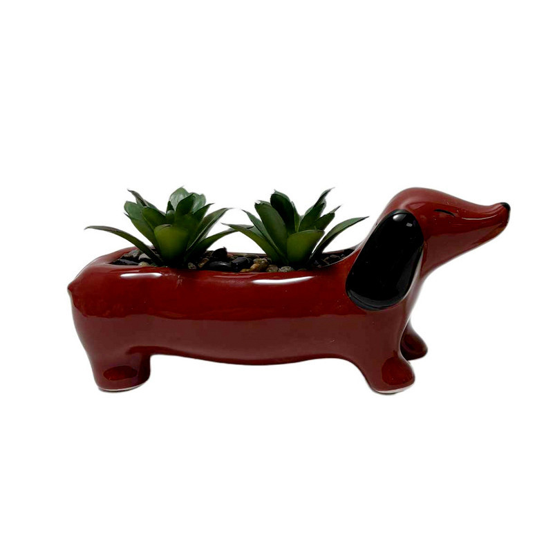 Succulente teckel
