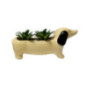 Succulente teckel