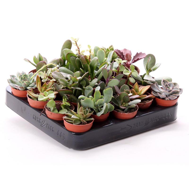 Succulent pot 5,5cm h10