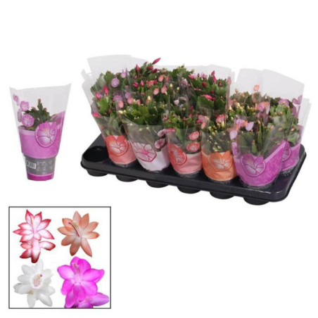 Schlumbergera pot 9cm h18-20