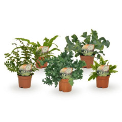 Fern pot 9cm h15