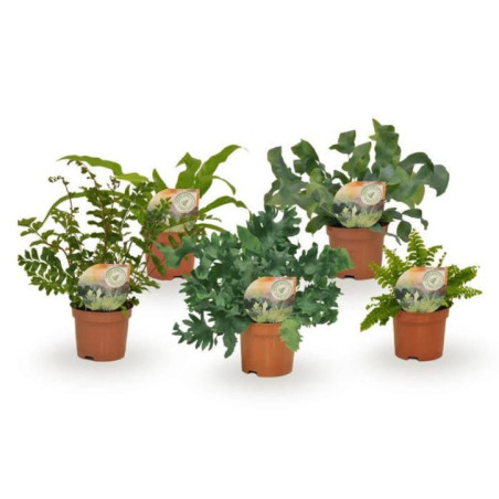 Fern pot 9cm h15