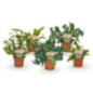 Fern pot 9cm h15