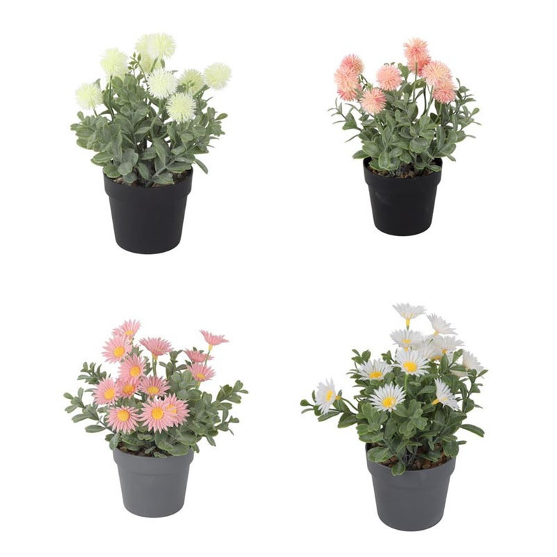 Fleurs en pot