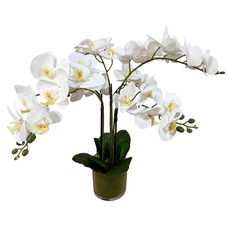 Orchidee dans pot transparent