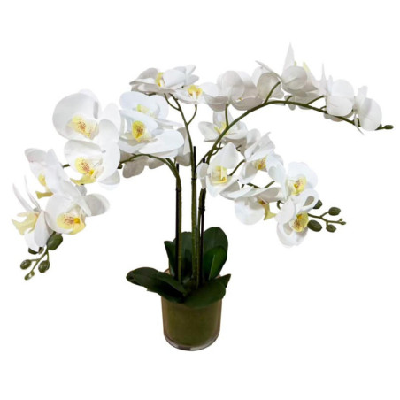 Orchidee dans pot transparent