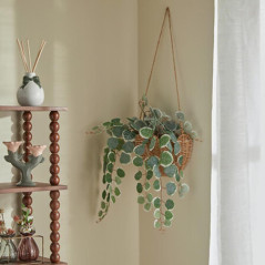 Plante suspendue mona h75cm