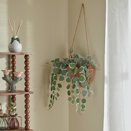 Plante suspendue mona h75cm